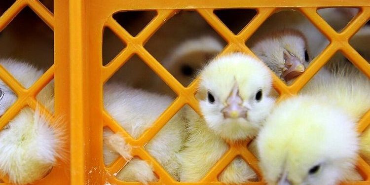 قیمت جوجه مرغ تخمگذار محلی - سپید طیور